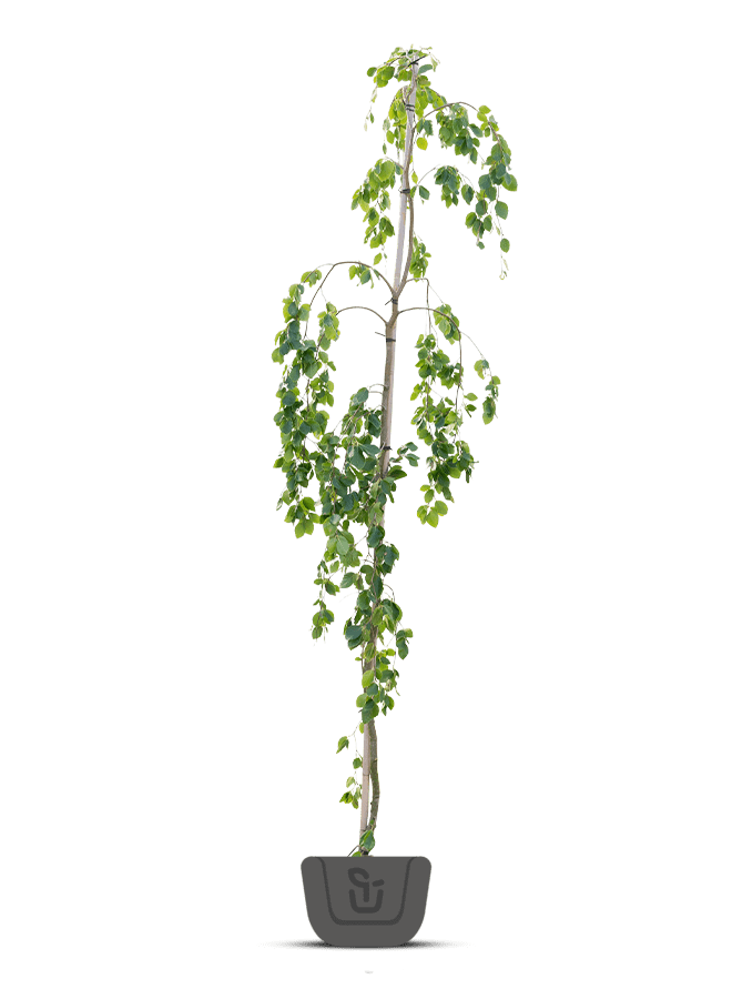 Groene treurbeuk | Fagus sylvatica Pendula