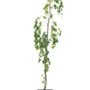 Groene treurbeuk | Fagus sylvatica Pendula
