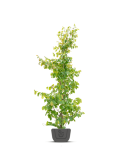 Perzisch ijzerhout |  Parrotia persica