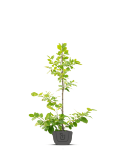 Chinese magnoliaboom | Magnolia Sieboldii