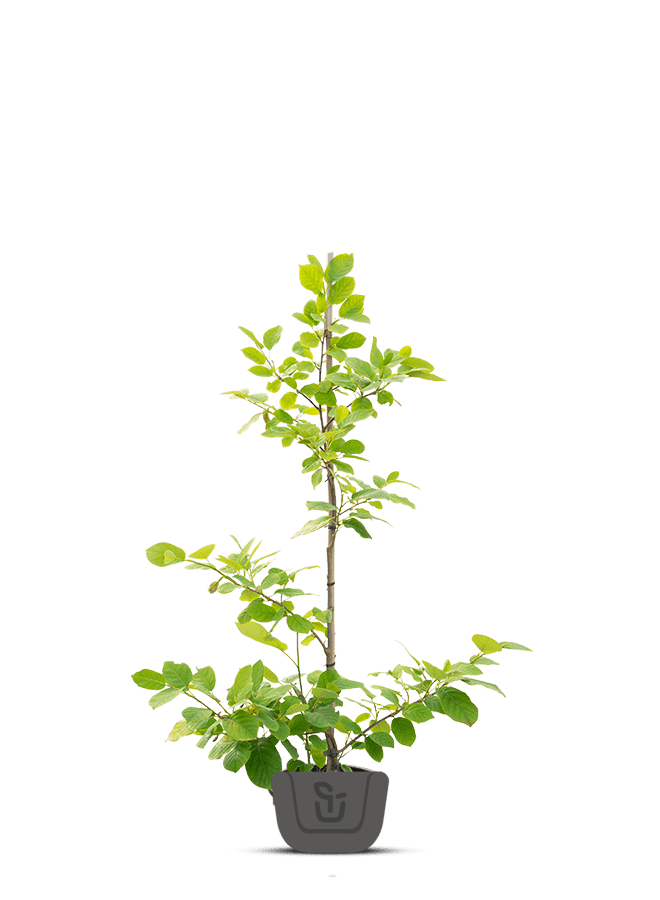 Chinese magnoliaboom | Magnolia Sieboldii