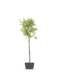 Dwerg sering | Syringa meyeri Flowerfesta White