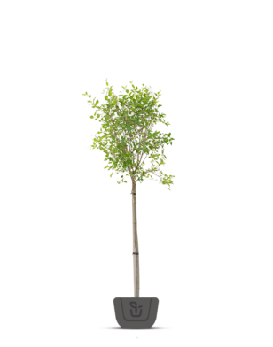 Dwerg sering | Syringa meyeri Flowerfesta White