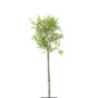 Dwerg sering | Syringa meyeri Flowerfesta White
