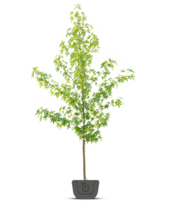 Amberboom | Liquidambar styr. Worplesdon