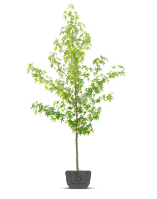 Liquidambar styraciflua Worplesdon | Amberboom