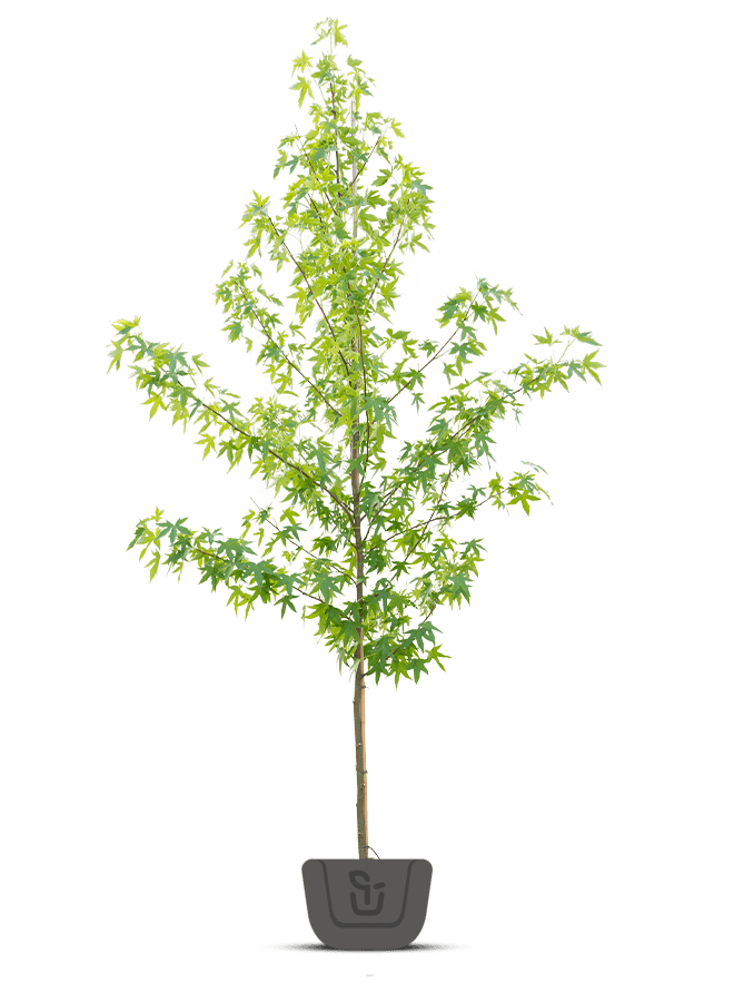 Amberboom | Liquidambar styr. Worplesdon