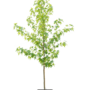 Liquidambar styraciflua Worplesdon | Amberboom