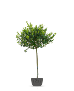 Hulst op stam | Ilex Blue Maid