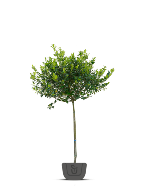 Hulst op stam | Ilex Blue Maid