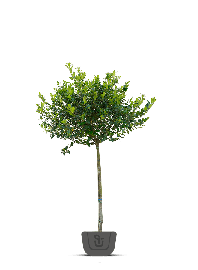 Hulst op stam | Ilex Blue Maid