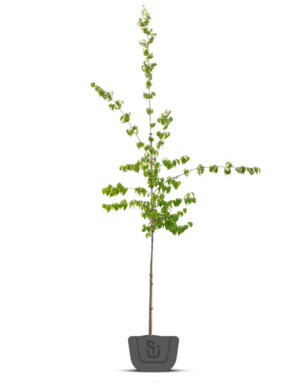 Gele Kornoelje | Cornus mas