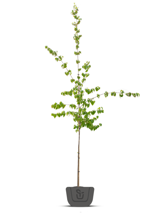 Aziatische kornoelje |  Cornus Officinalis/Mas