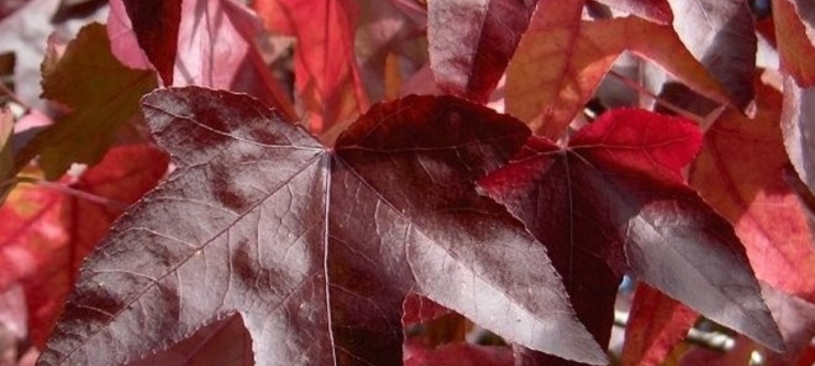 Top 10: De mooiste bomen in de herfst!