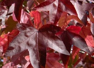 Top 10: De mooiste bomen in de herfst!