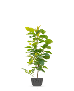 Magnolia boom | Magnolia Winelight