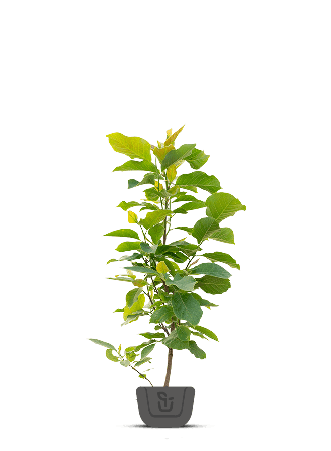 Magnolia boom | Magnolia Winelight