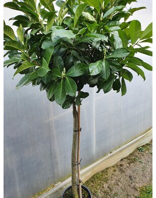 Bol laurier | Prunus laurocerasus Novita