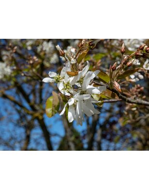 Amelanchier lamarckii Ballerina | krentenboom
