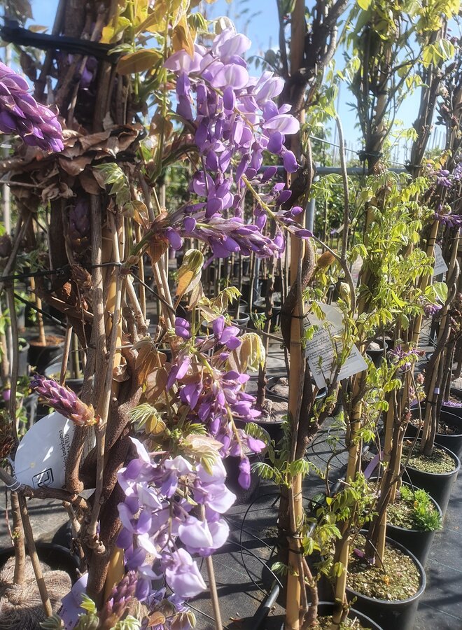 Blauwe regen | Wisteria flor. Ikoyama Fuji