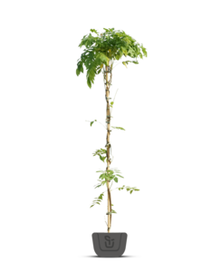 Blauwe regen | Wisteria flor. Jissai