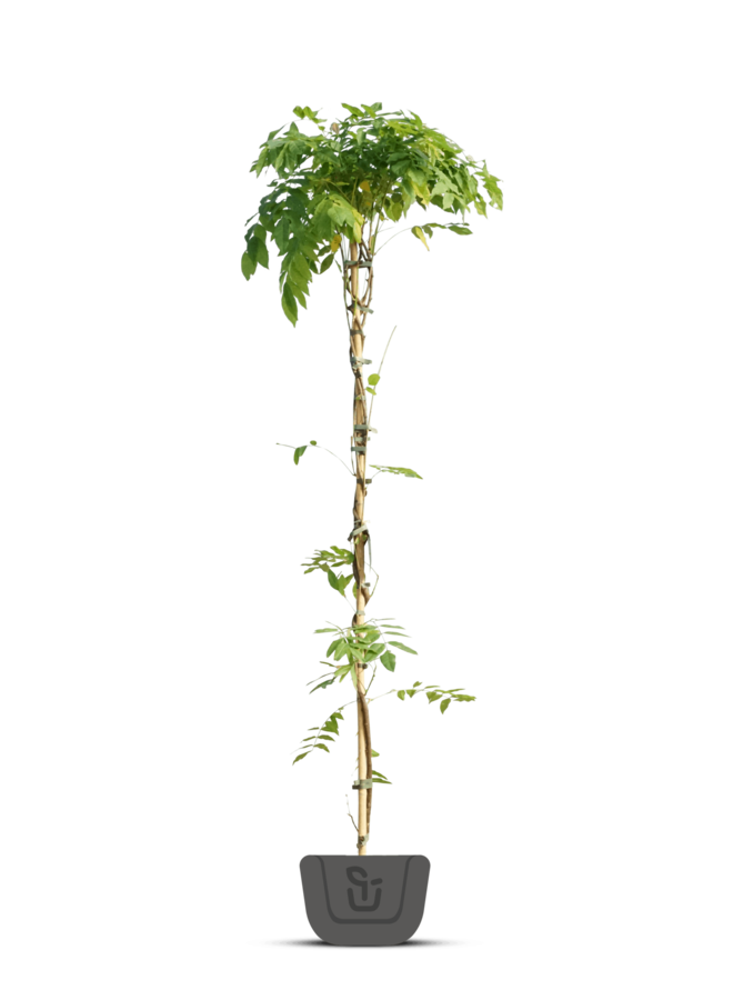 Blauwe regen | Wisteria flor. Jissai