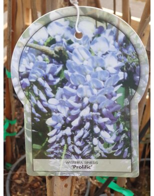 Blauwe regen | Wisteria Sin. Prolific