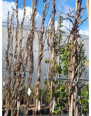 Blauwe regen | Wisteria Sin. Prolific