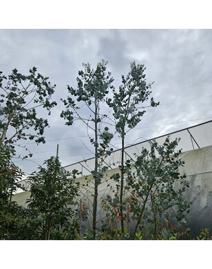 Gomboom | Eucalyptus Gunnii