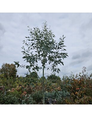 Gomboom | Eucalyptus Gunnii