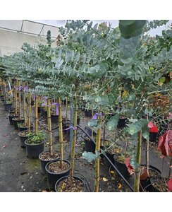 Gomboom | Eucalyptus Gunnii