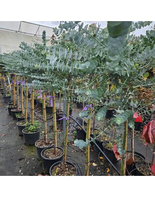 Gomboom | Eucalyptus Gunnii