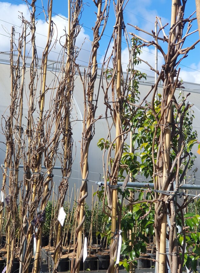 Blauwe regen | Wisteria Flor. Black Dragon