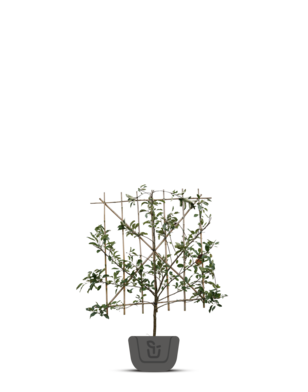 Lei-perenboom | Pyrus communis Triomphe de Vienne