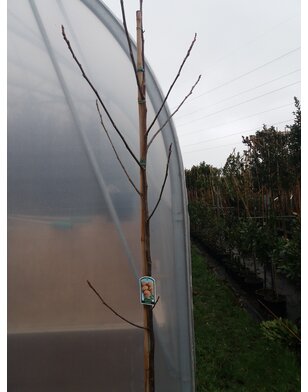 Walnoot | Juglans regia Lange van Lot