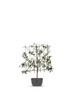 Lei-perenboom | Pyrus communis Charneux