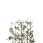 Lei-perenboom | Pyrus communis Charneux