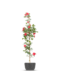 Japanse roos | Camellia Dr. King