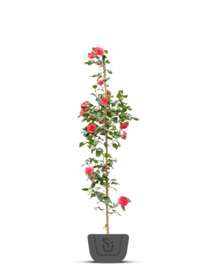 Japanse roos | Camellia Dr. King