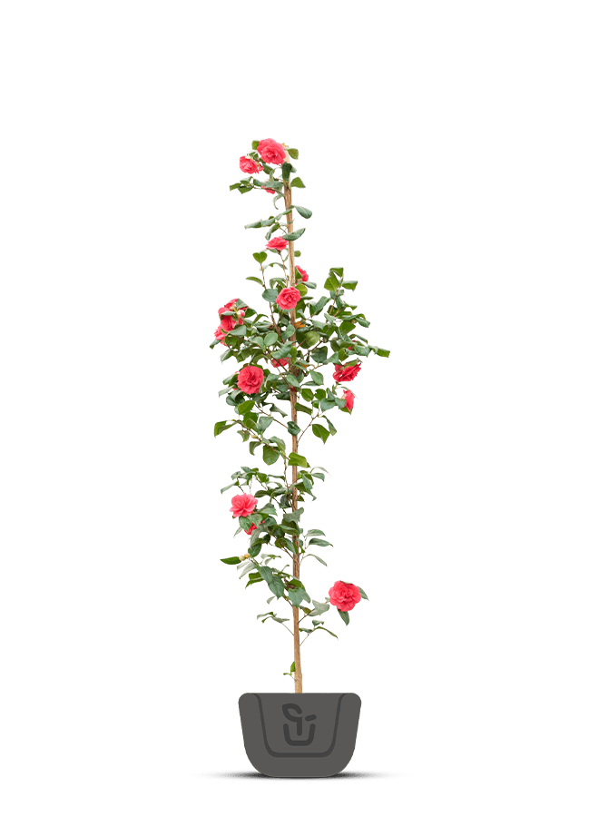 Japanse roos | Camellia Dr. King