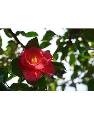 Japanse roos | Camellia Dr. King