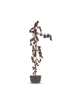 Rode zuilbeuk | Fagus sylv. Dawyck Purple
