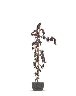 Rode zuilbeuk | Fagus sylv. Dawyck Purple