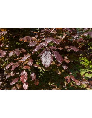 Rode zuilbeuk | Fagus sylv. Dawyck Purple