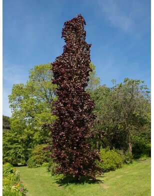 Rode zuilbeuk | Fagus sylv. Dawyck Purple