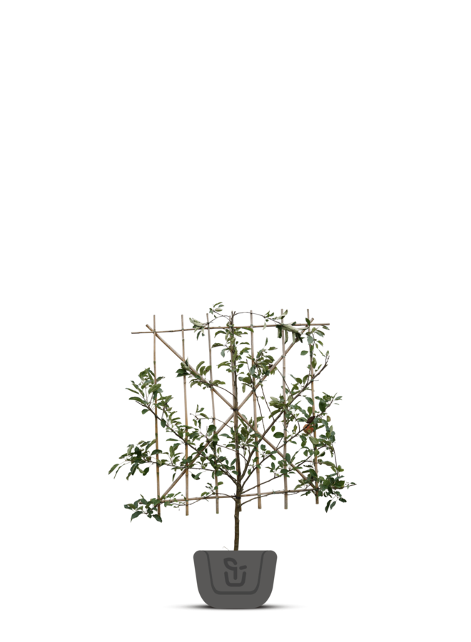 Lei-perenboom | Pyrus communis Concorde