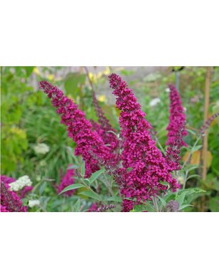 Vlinderstruik | Buddleja davidii 'Miss Ruby'