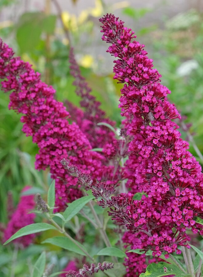 Vlinderstruik |  Buddleja davidii 'Miss Ruby'