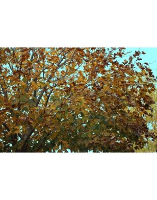 Noorse Esdoorn | Acer platanoides Emerald Queen