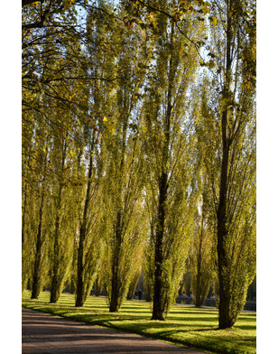 Zwarte populier | Populus Nigra Italica